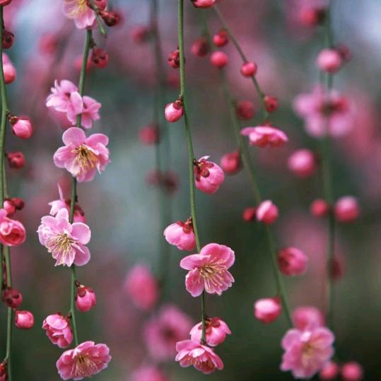 Life is but a dream.