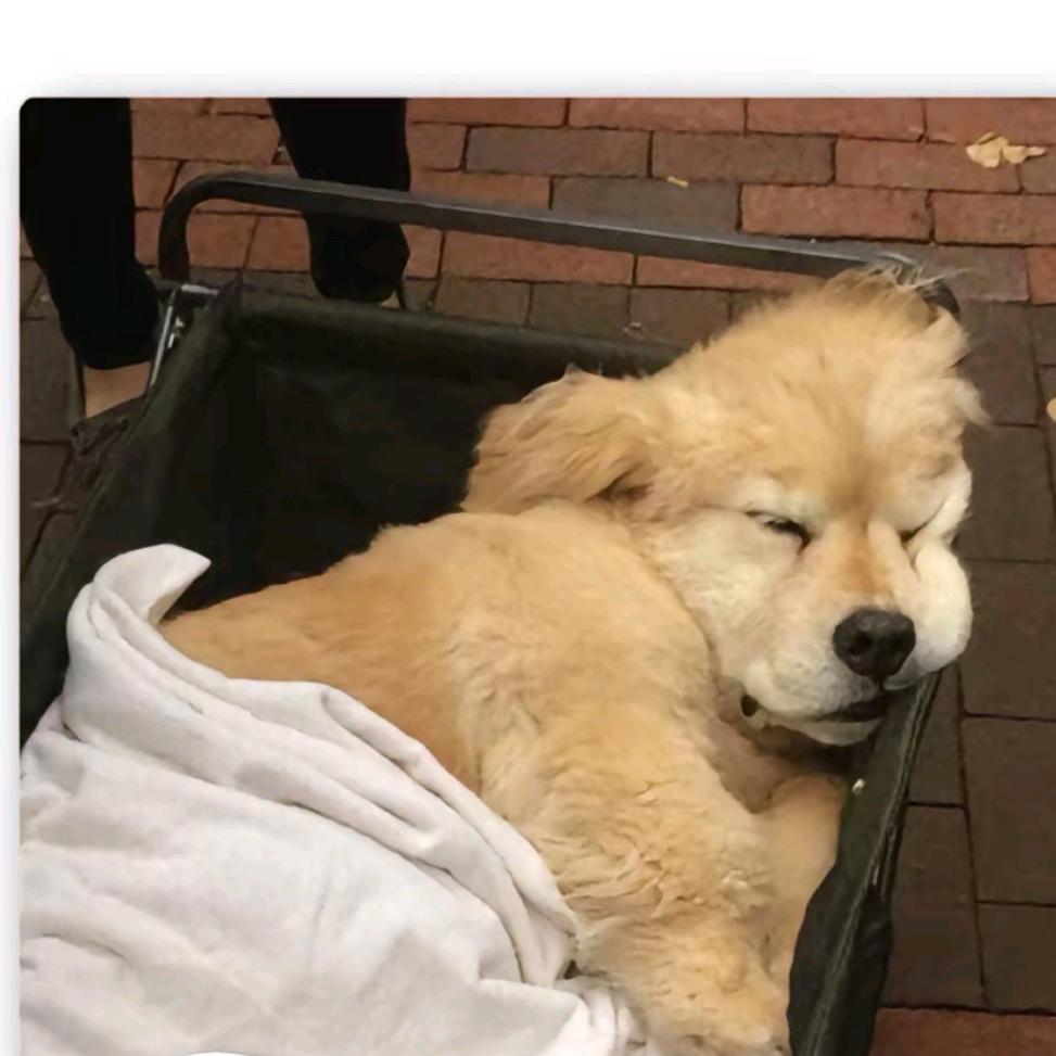ℒฺℴฺνℯ̶ฺ躺平🐶