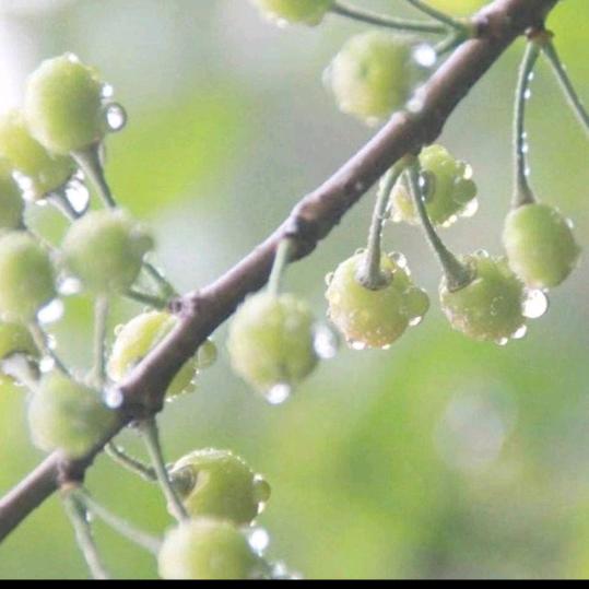 许昌万州姐妹鼓舞团，亚苹
