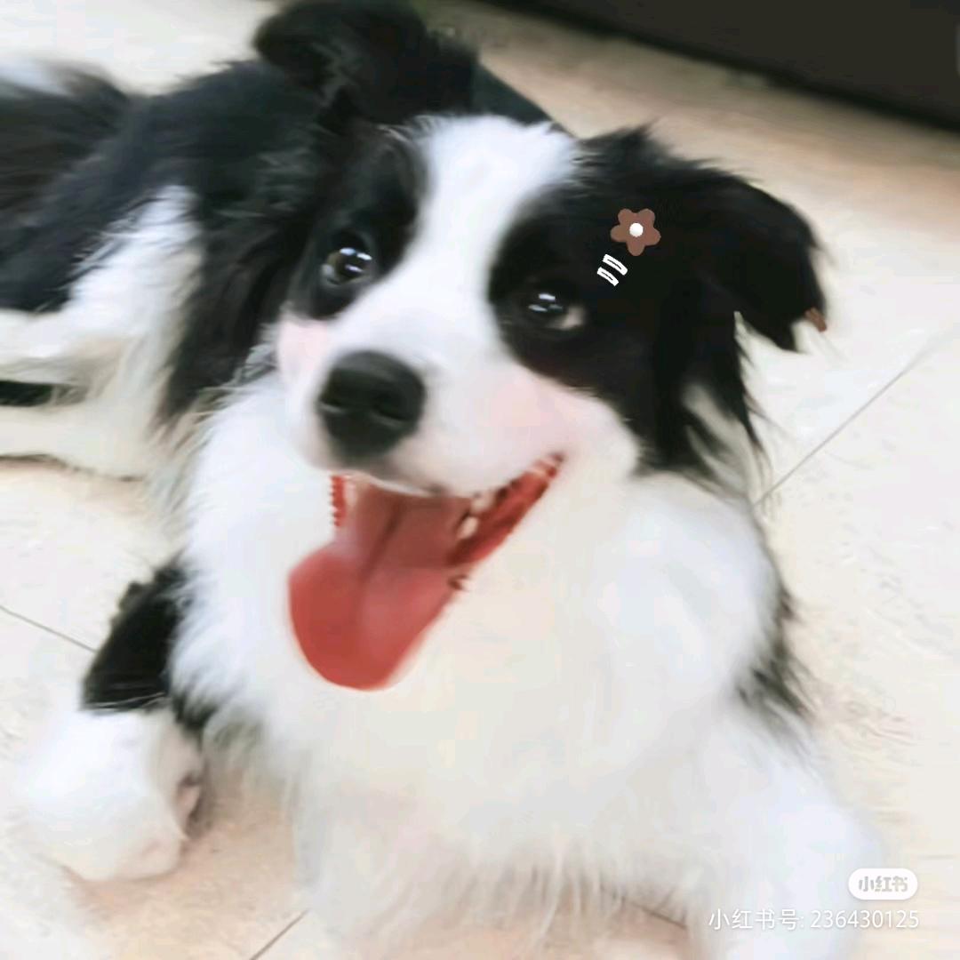 蜻蜓队长🤗🤗🤗（命里有票版）