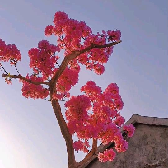愤怒的蜗牛