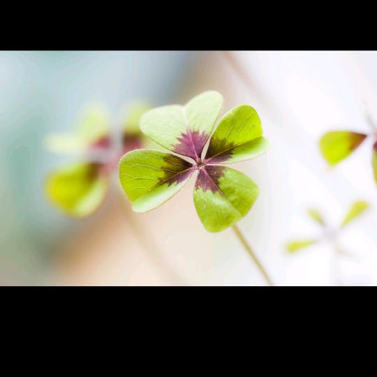 我的兜兜有糖🌻