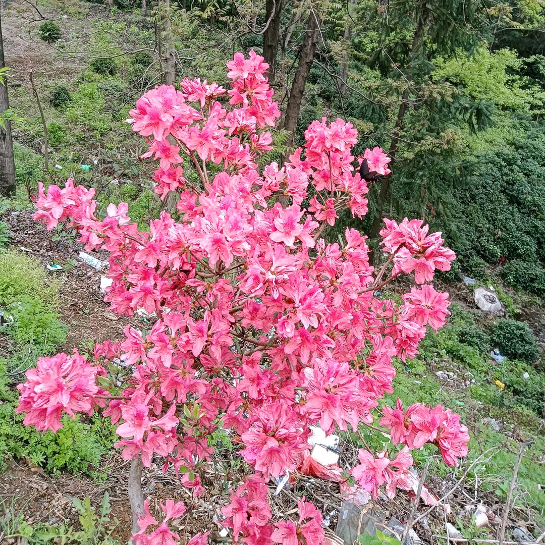 花好月圆与88