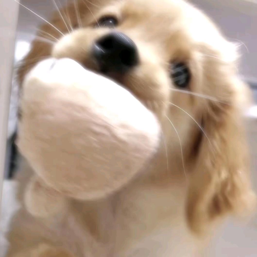 牙仔