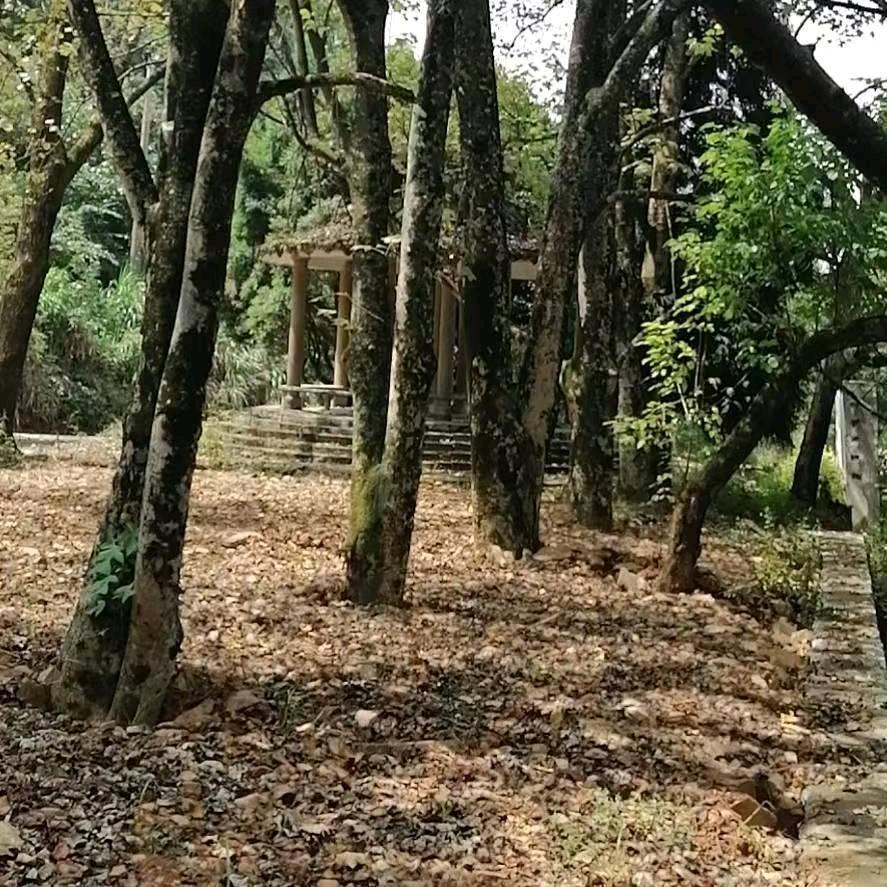 土匪