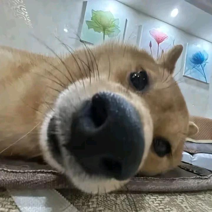 抖音幽阳 （元梦之星）