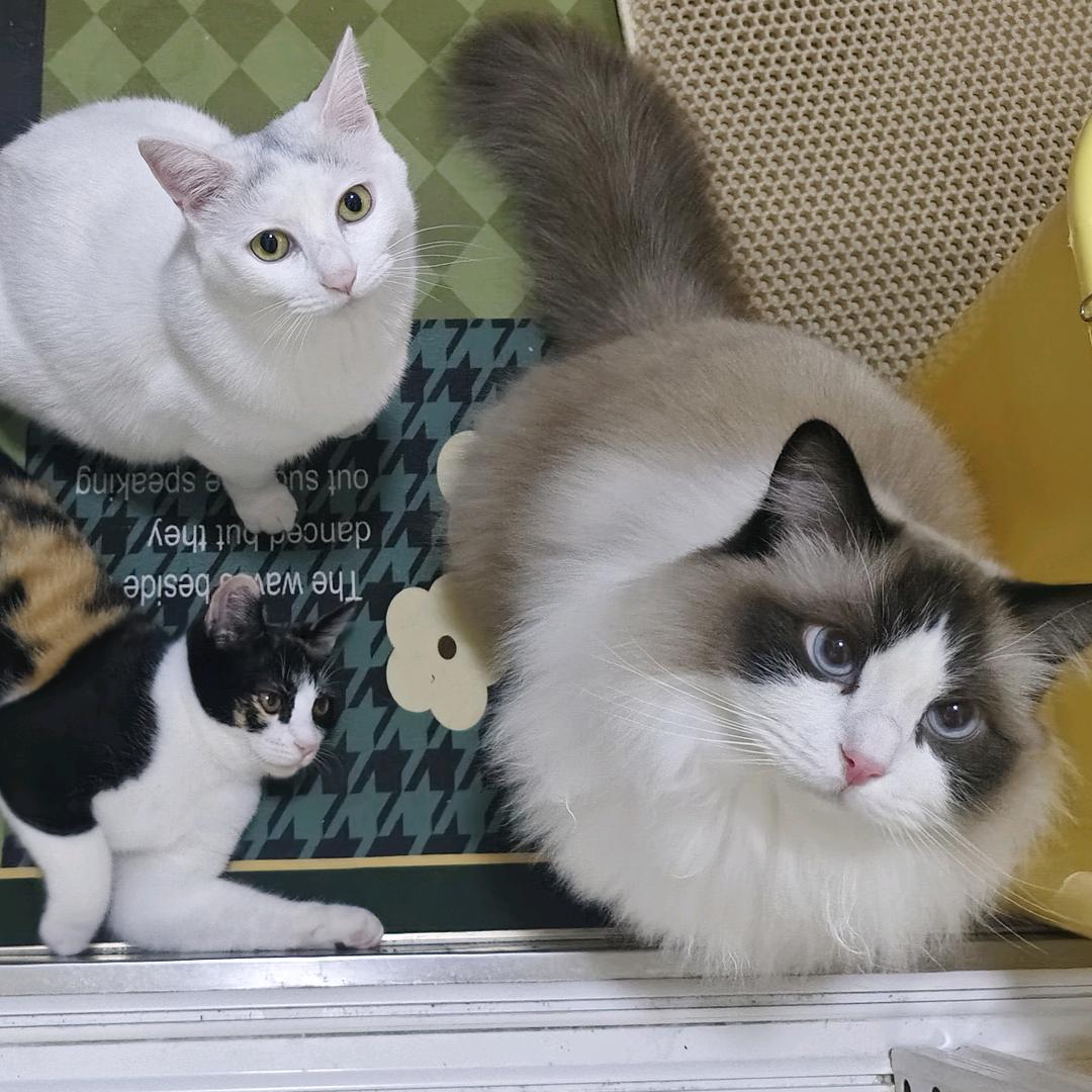 凝雯