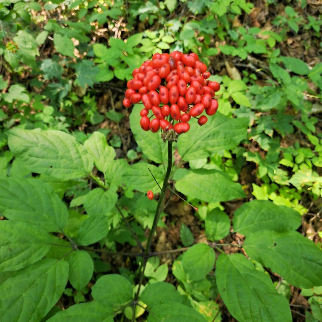 野山参