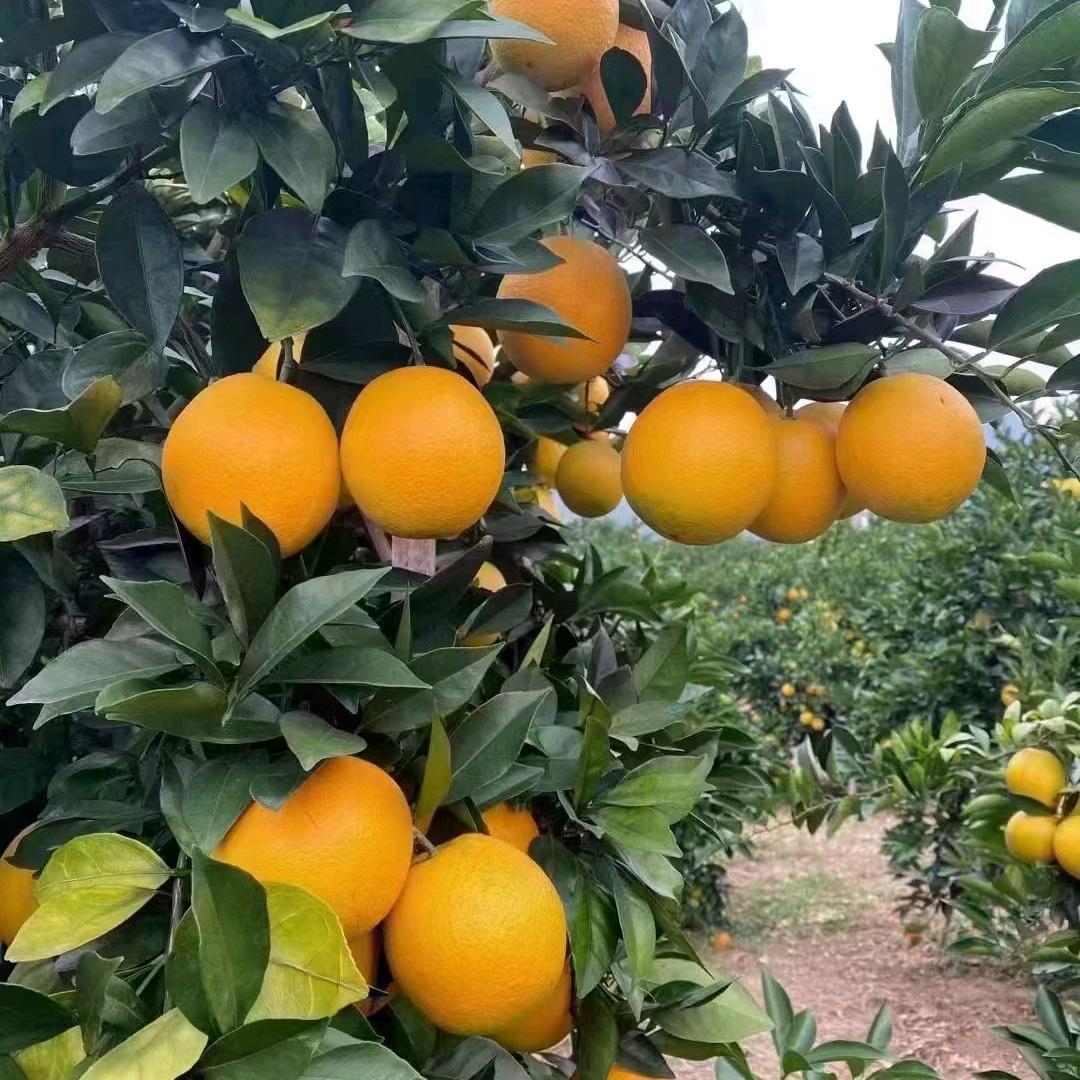 安远欣山橙兴果业