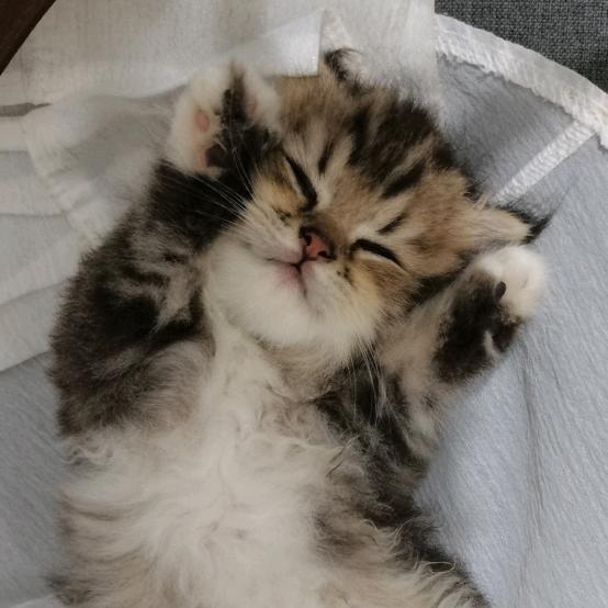 虎妞是只猫