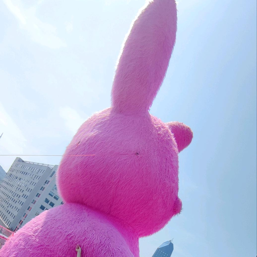 兔子🐇饿了