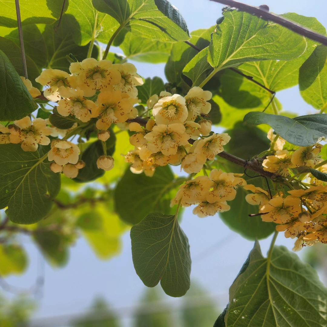 山上人家农家乐采摘园