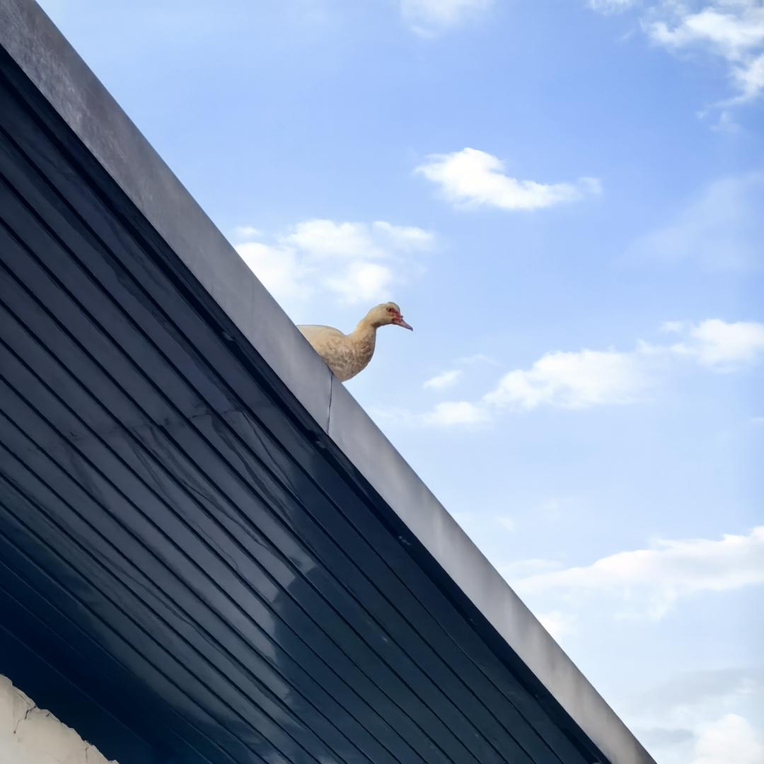 1945年8月15日日本宣布无条件投降
