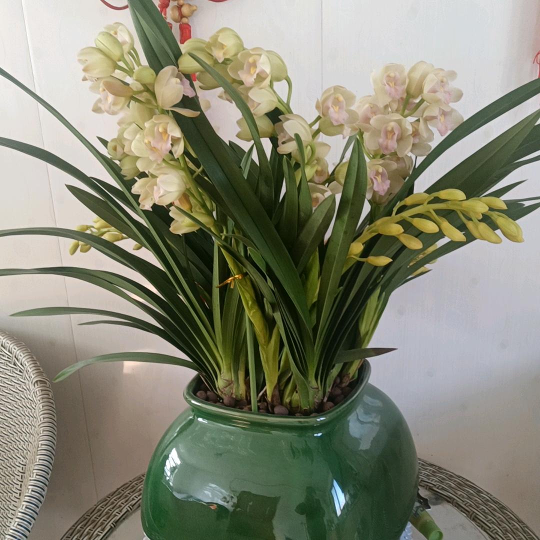 蝴蝶兰