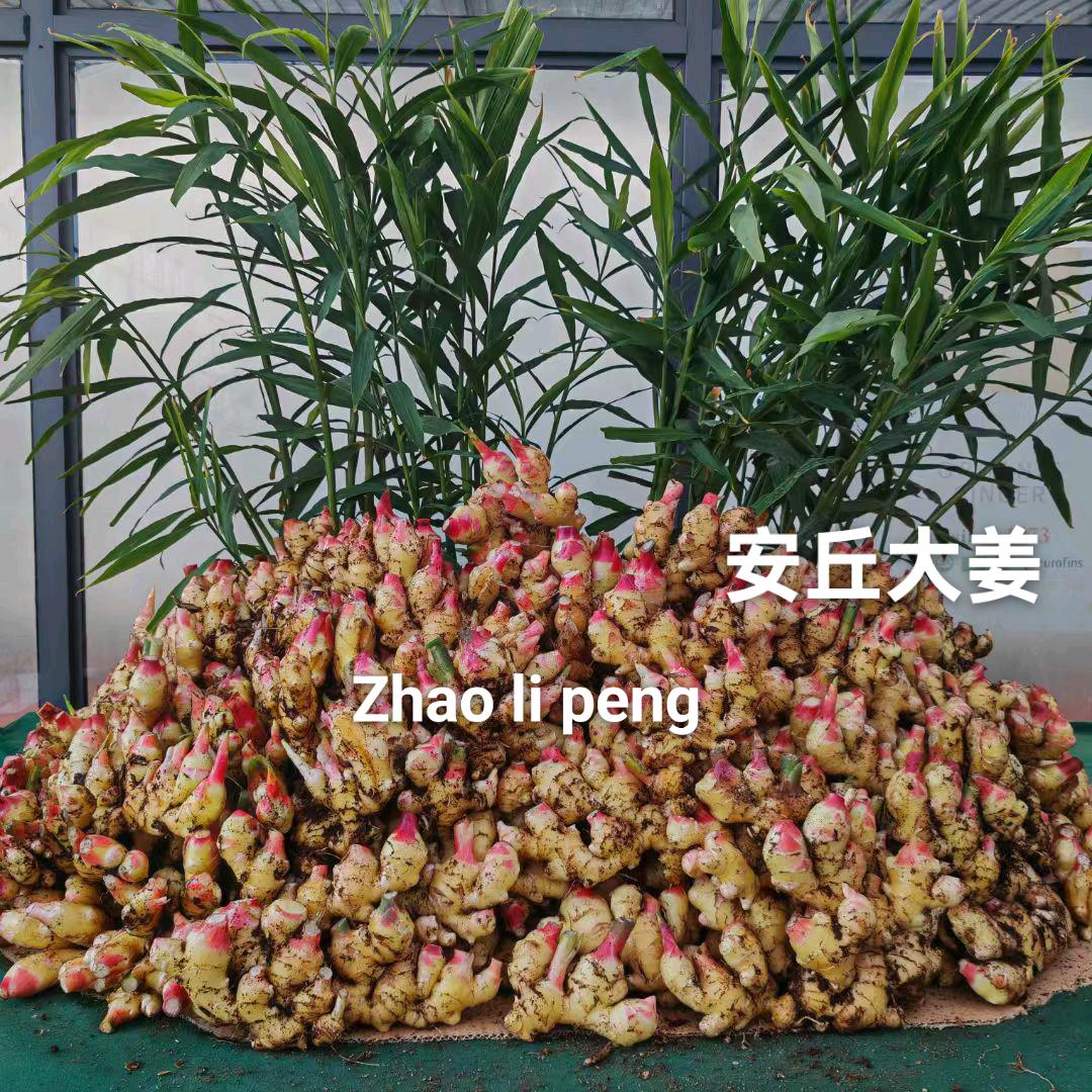 安丘大姜植保农资店