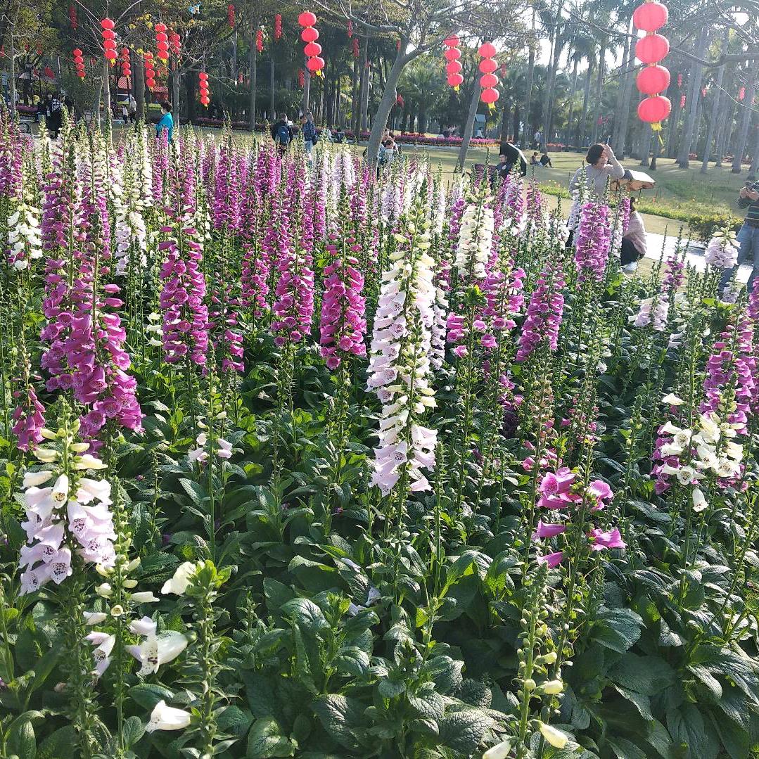 颜如玉