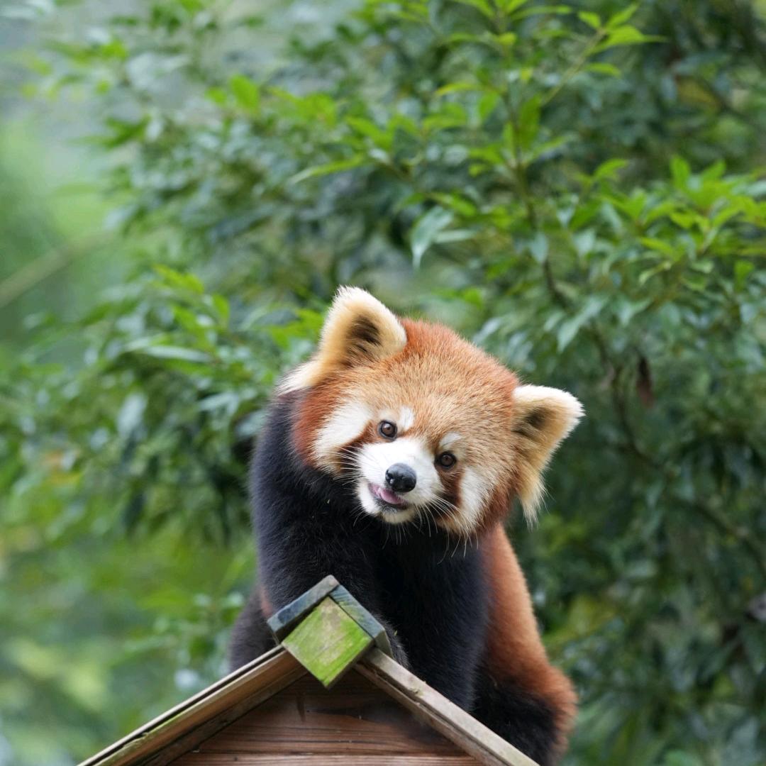 奶橘棉花糖219131