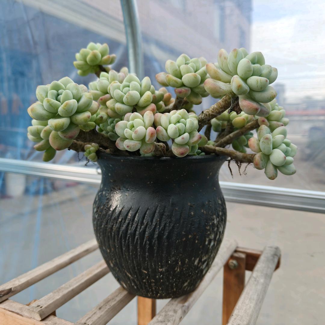 橘子有点涩