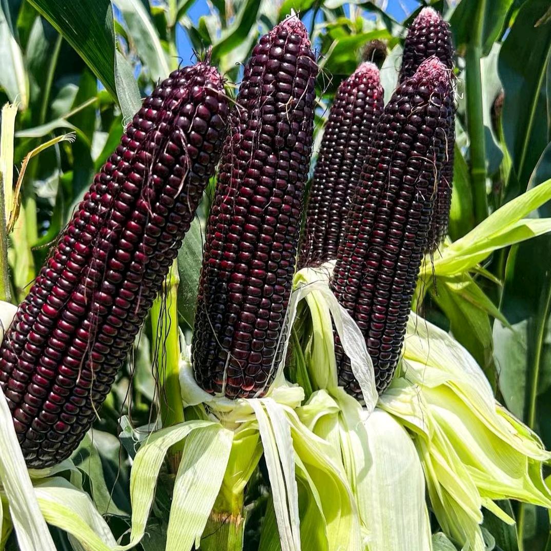 黑糯甜玉米