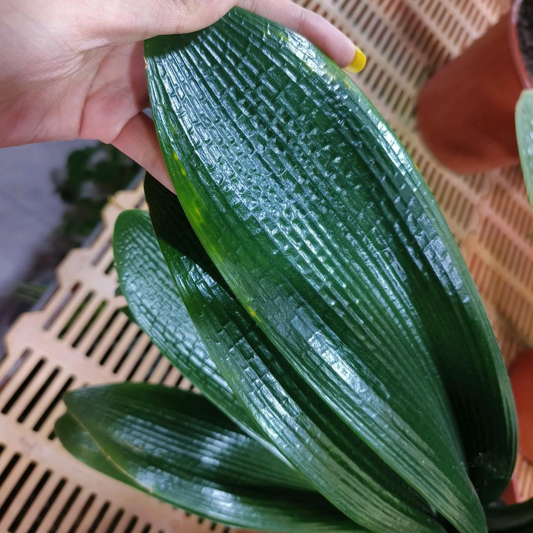 鑫垚君子兰