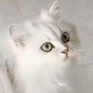 想学梯云纵的猫