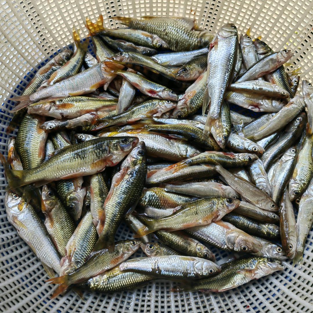 舒老三