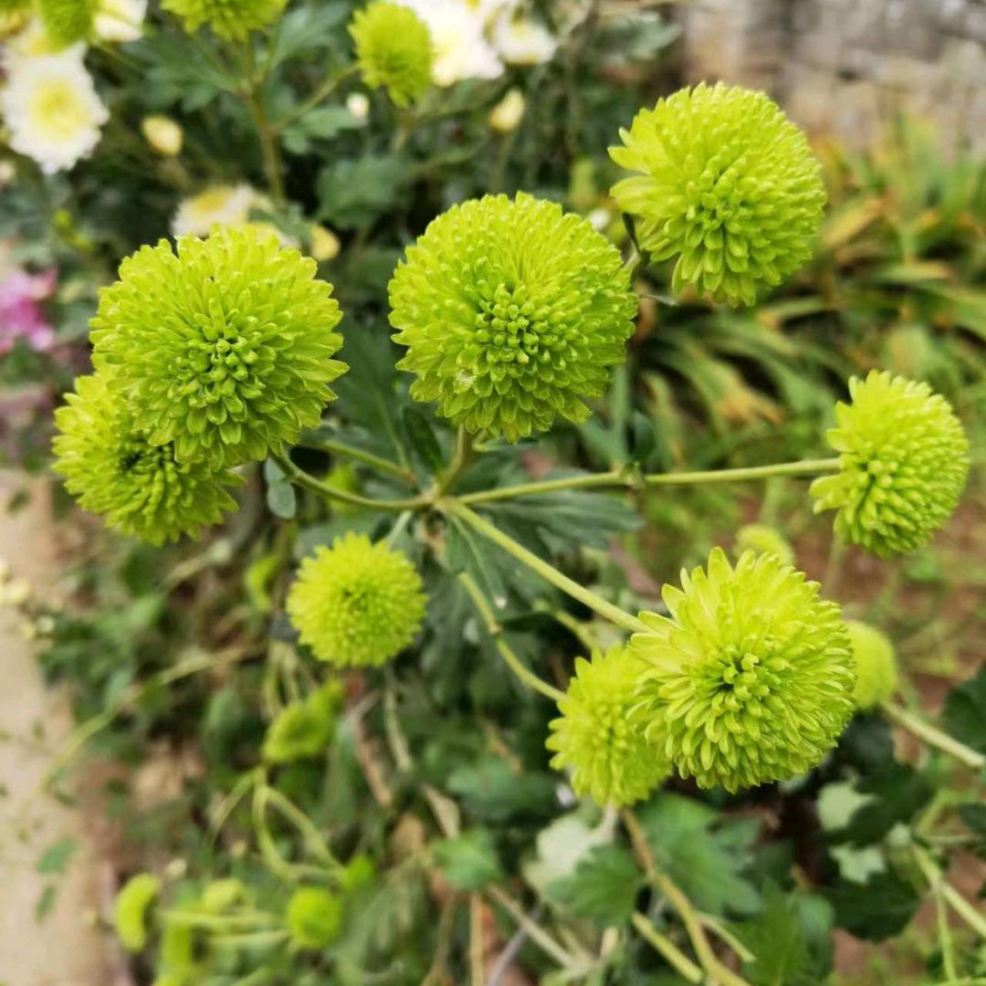 晨星