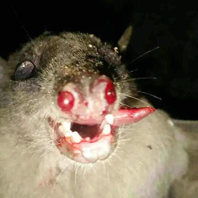 灿爷