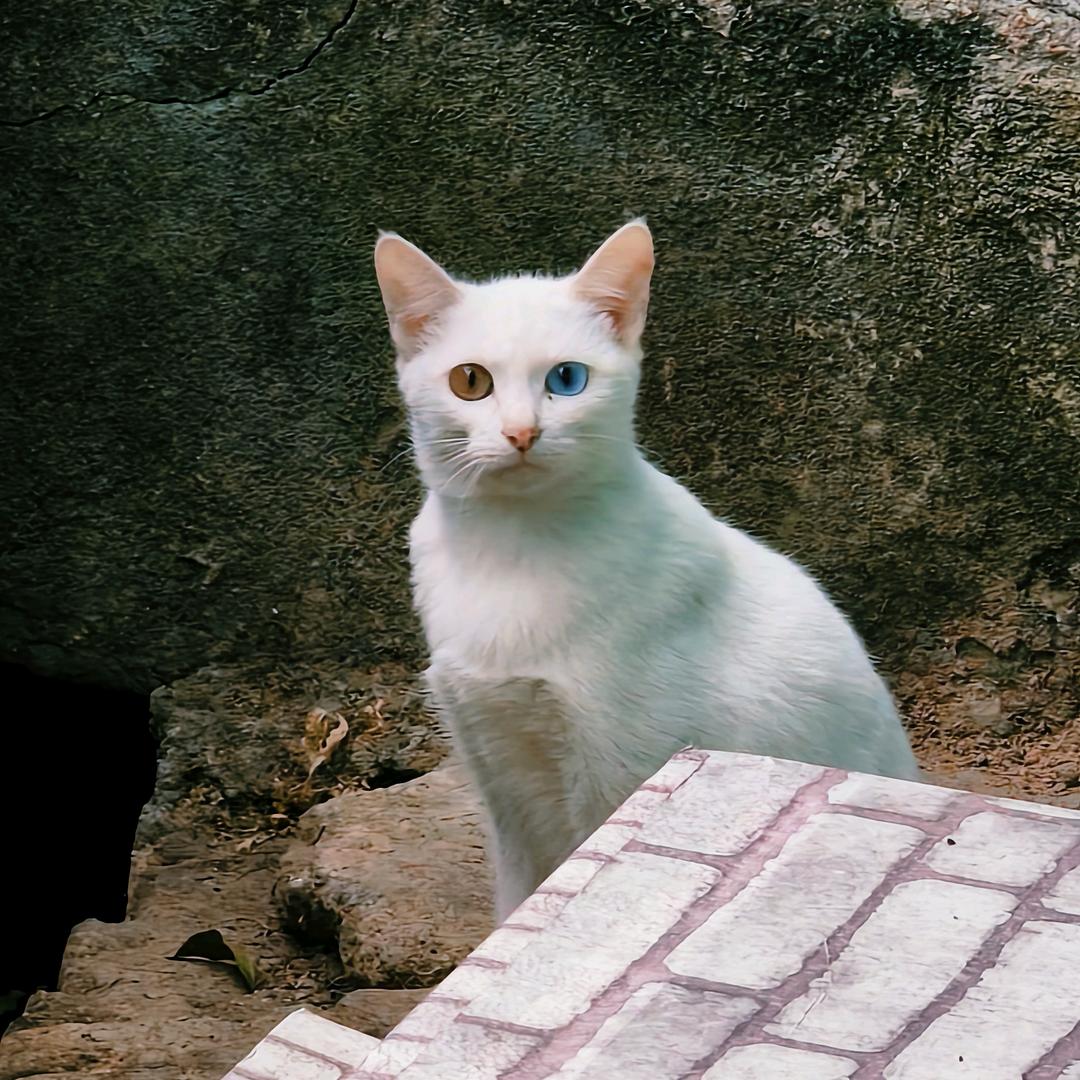 行