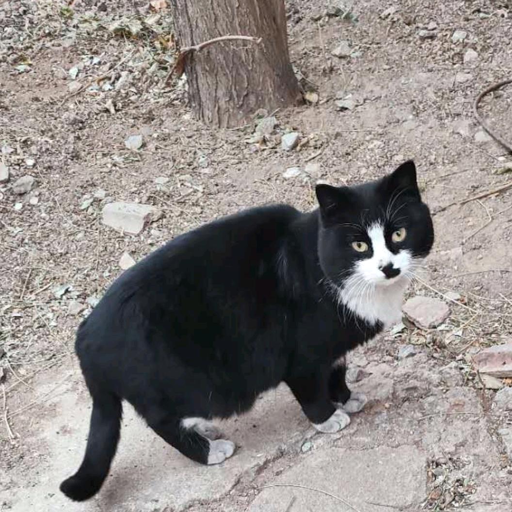 招财猫🐈