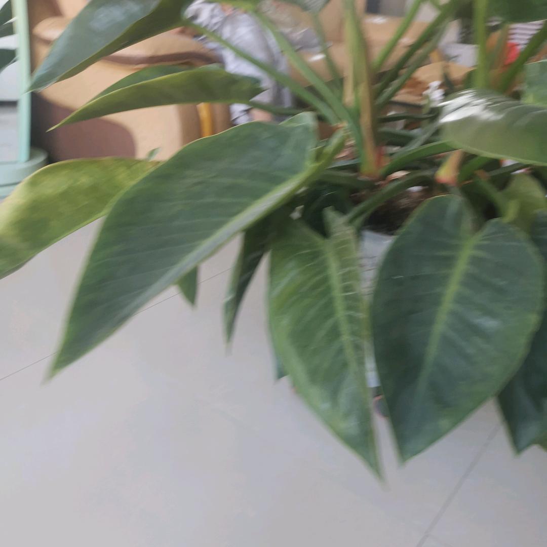 腊梅