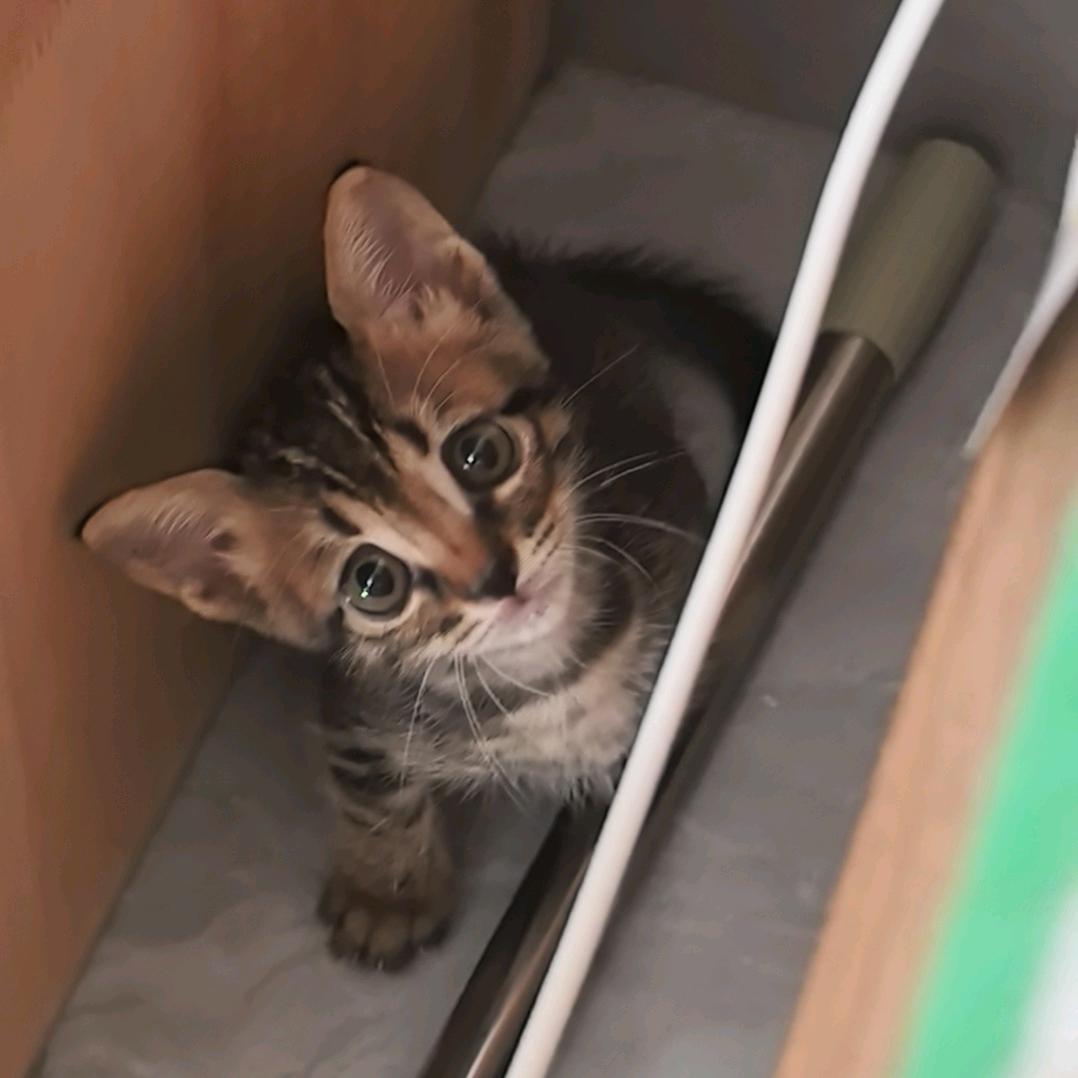 关我小熊饼干什么事