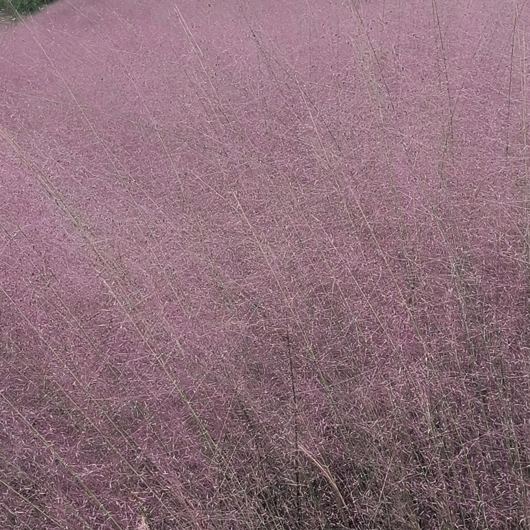 莲