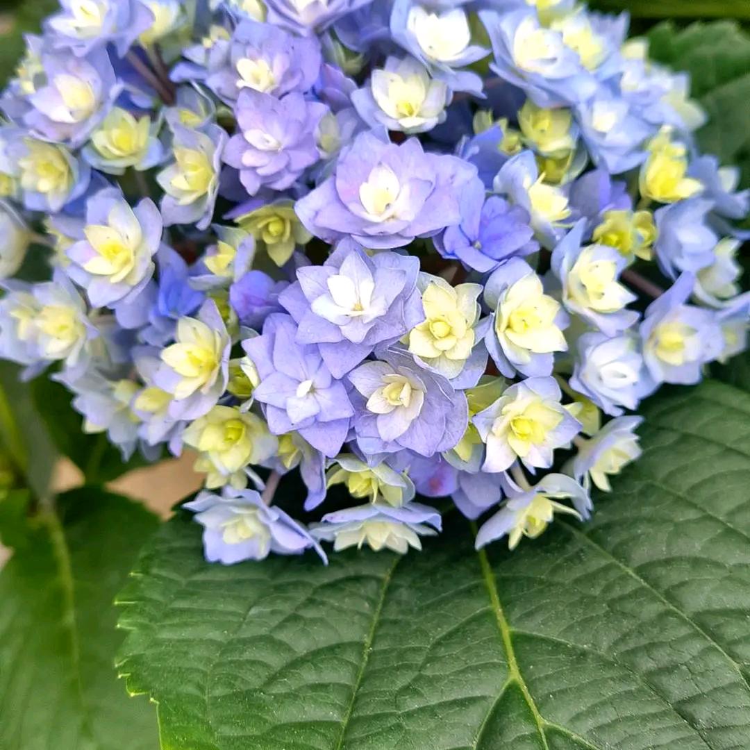 家禾花圃