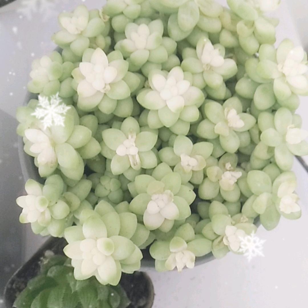 王秀娟（我想有个稼）