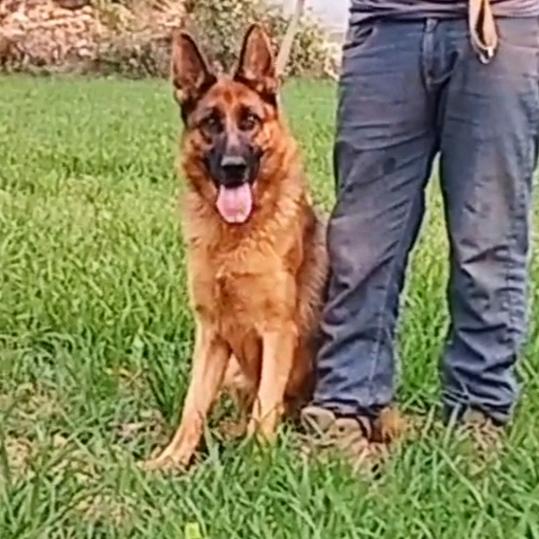 夏都繁训犬舍