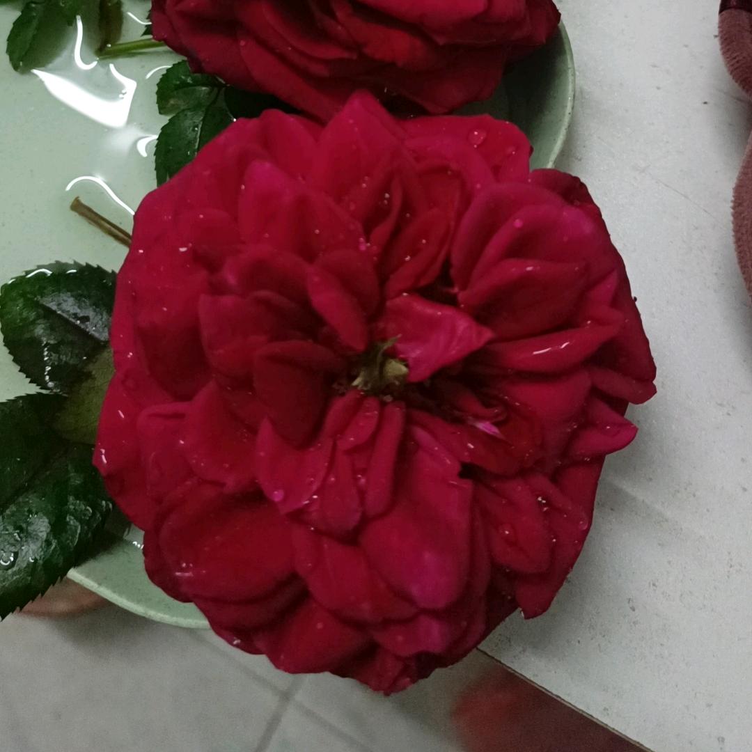 蓮