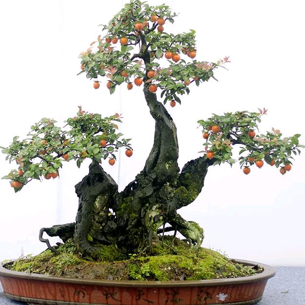 明芳花卉盆景店