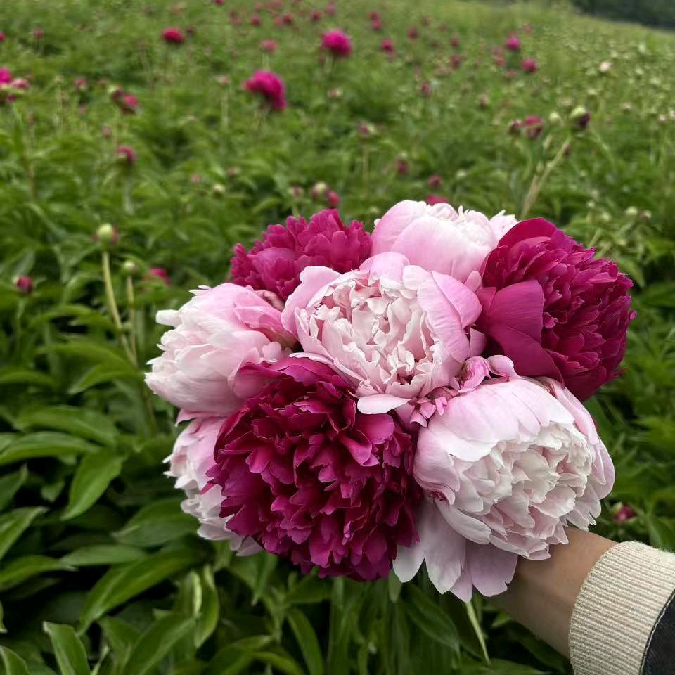 菏泽青棠牡丹花卉苗木