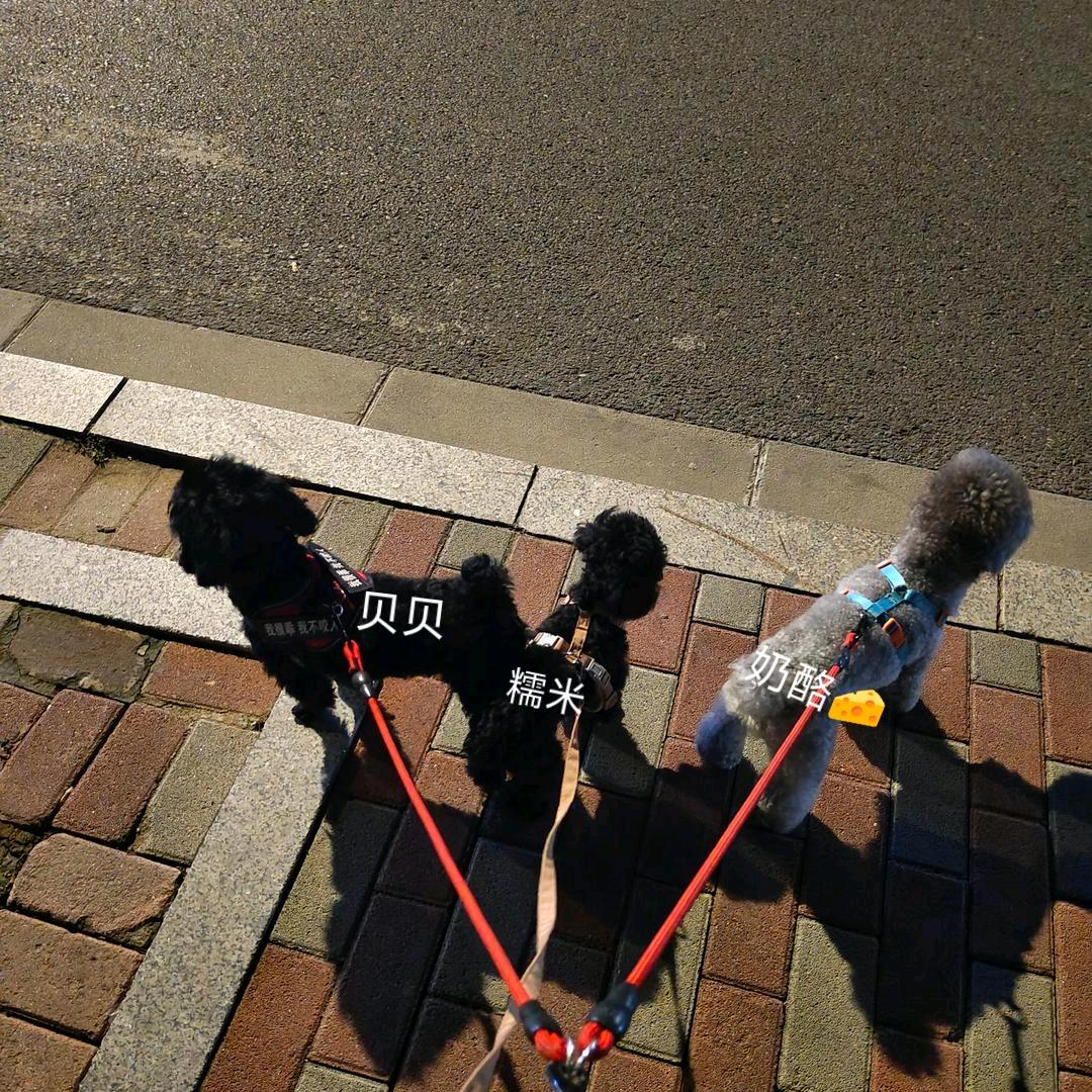 家有仨小跟班🐾