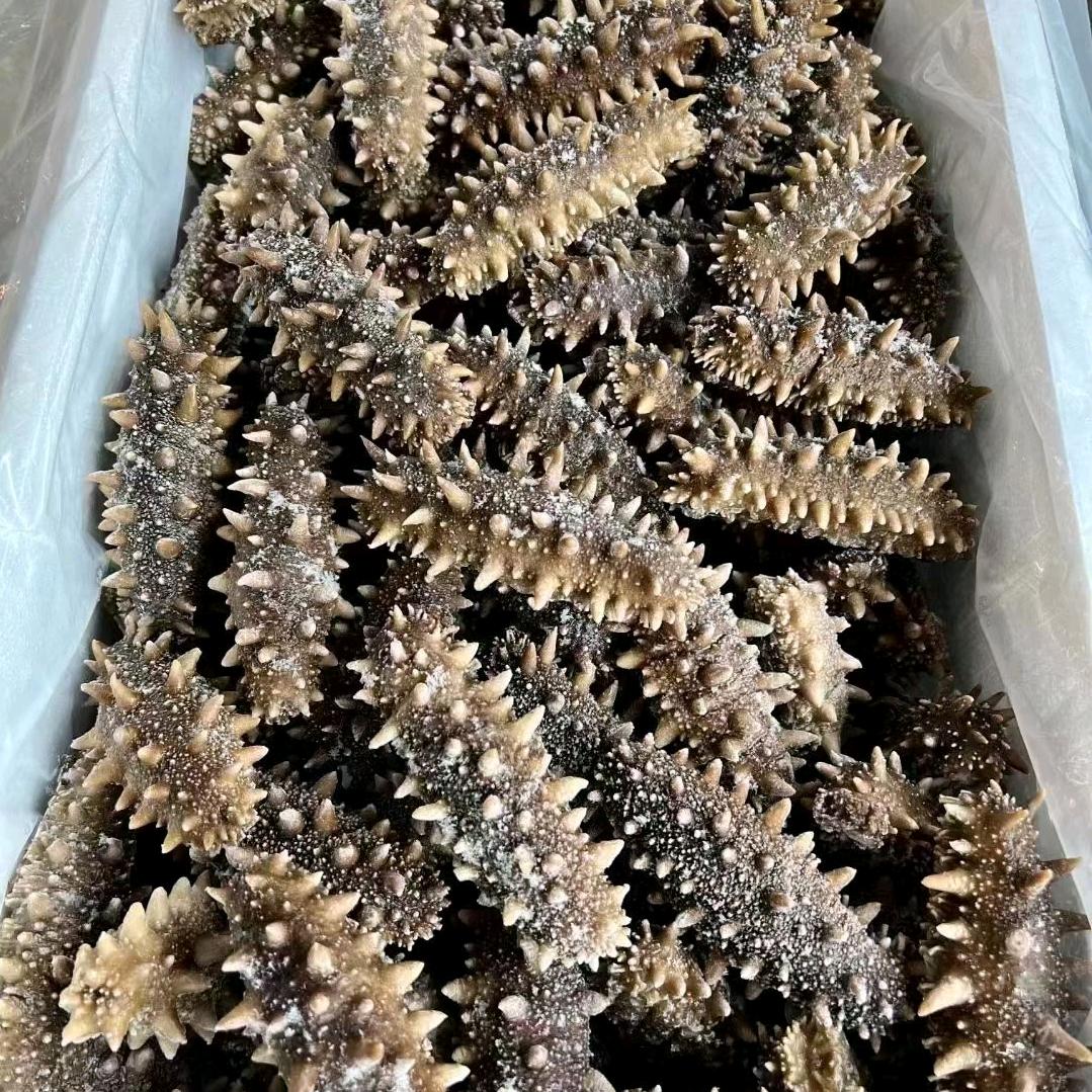 海参加工批发