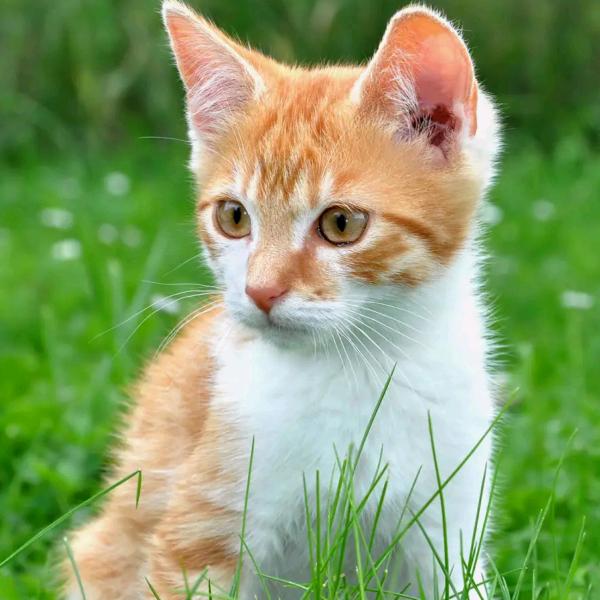 家有贤妻旺三代，胜过良田千万顷。