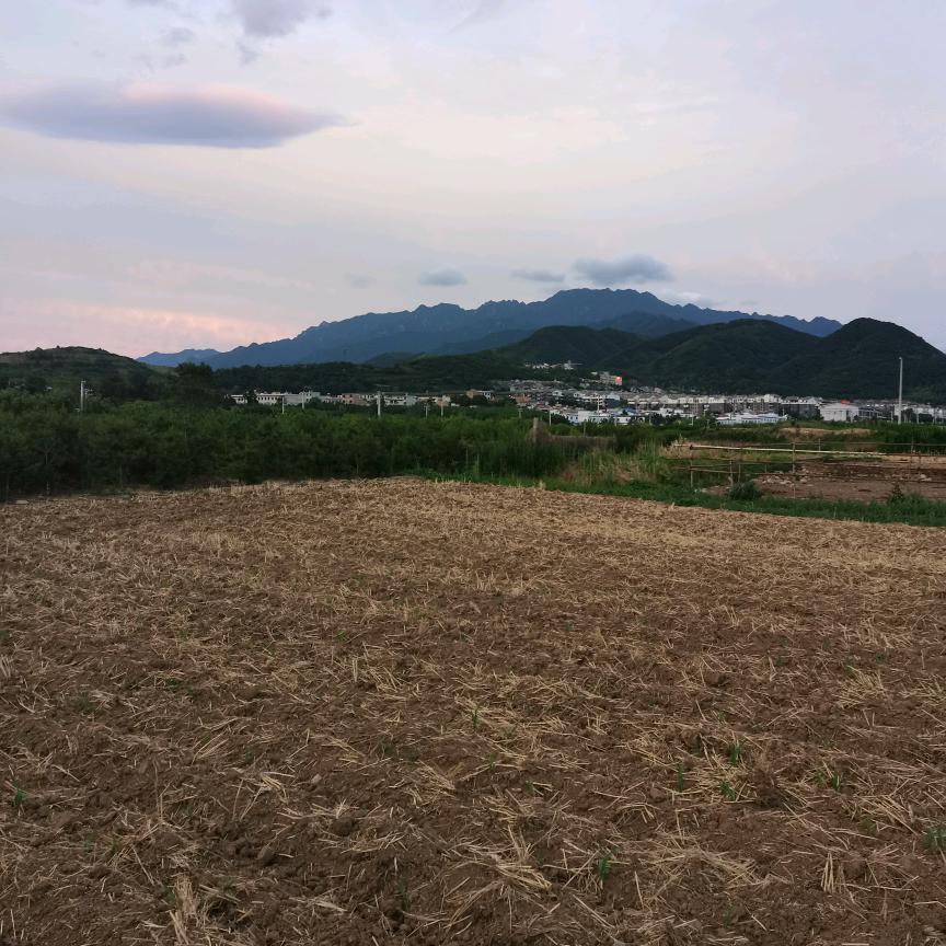 东峰山下:土鸡散养中心