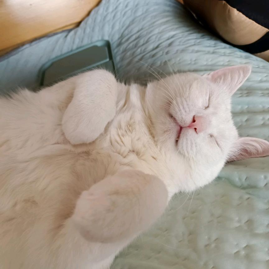 妖娆小猫