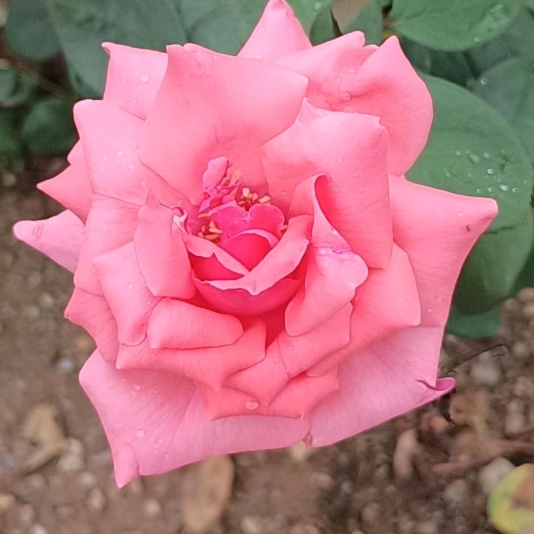 🌸🌸🌸梦幻🌸🌸🌸🌸