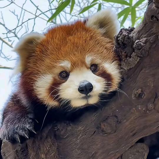 이설*
