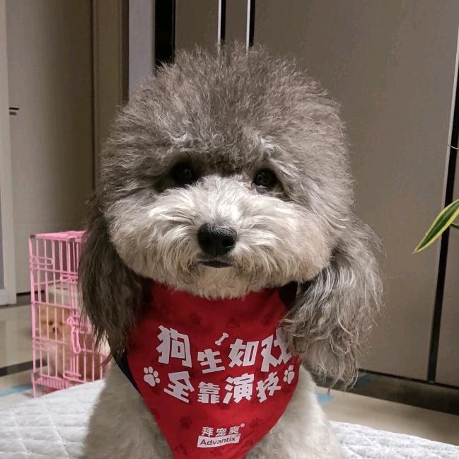 林州建业宠物生活馆