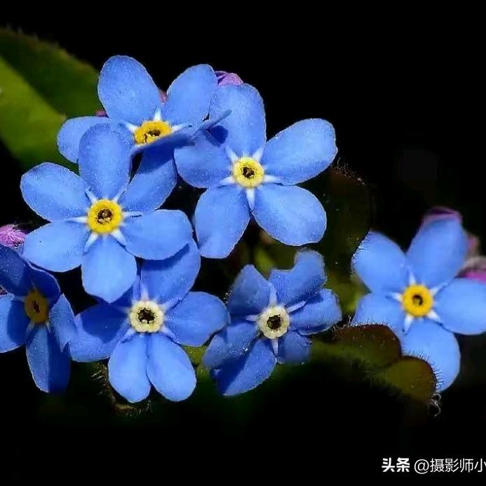 勿忘我*