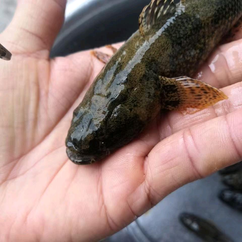 AA沙塘鳢繁育基地