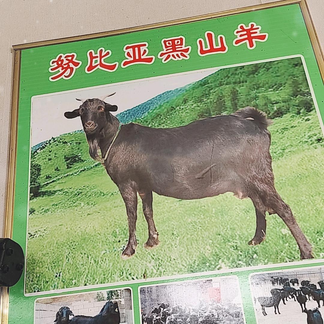 大型牛羊养殖基地